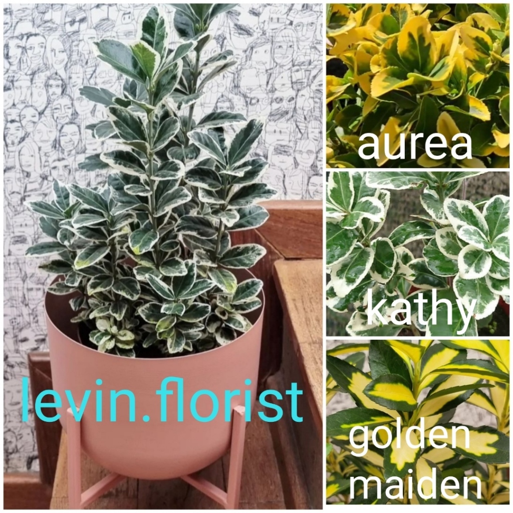 Euonymus japonicus / japanese spindle bush / Havana variegata variegata putih golden bibit tanaman h