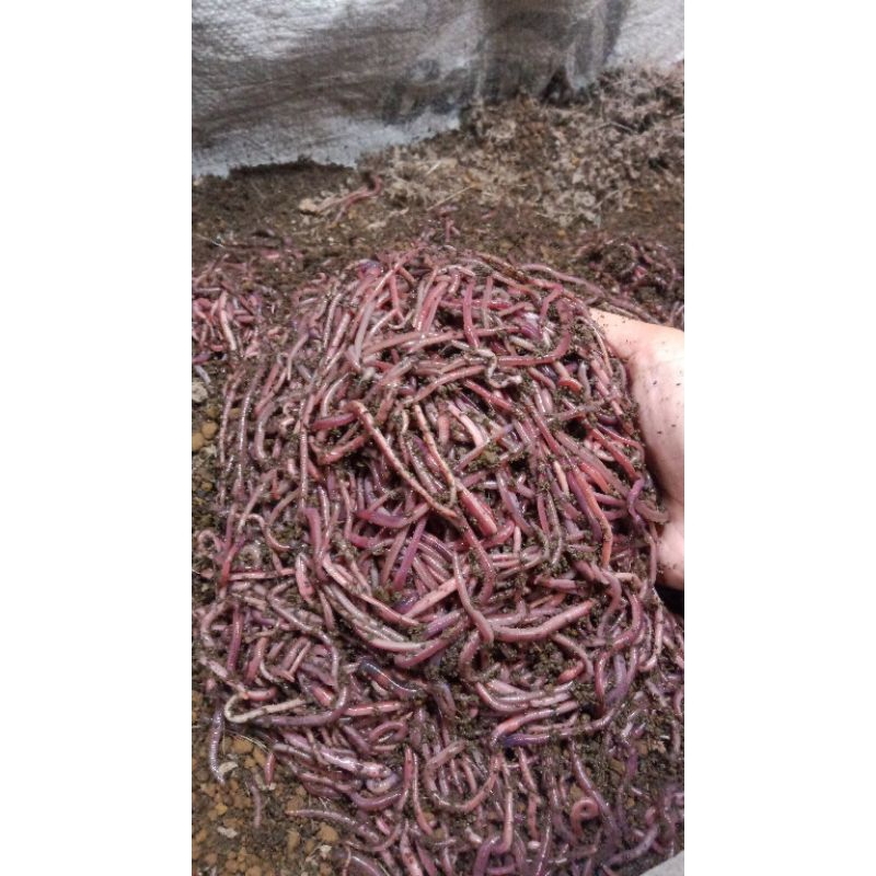 cacing anc/cacing merah /umpan pancing/pakan ikan/pakan burung