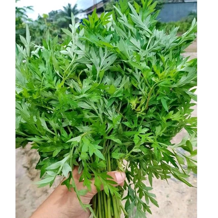 

Daun kenikir segar fresh / 250 gram