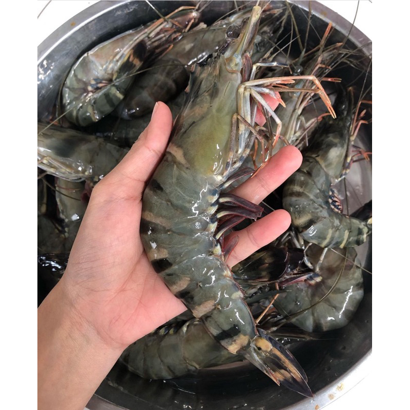 

FRESH FROZEN WINDU SIZE 15-20