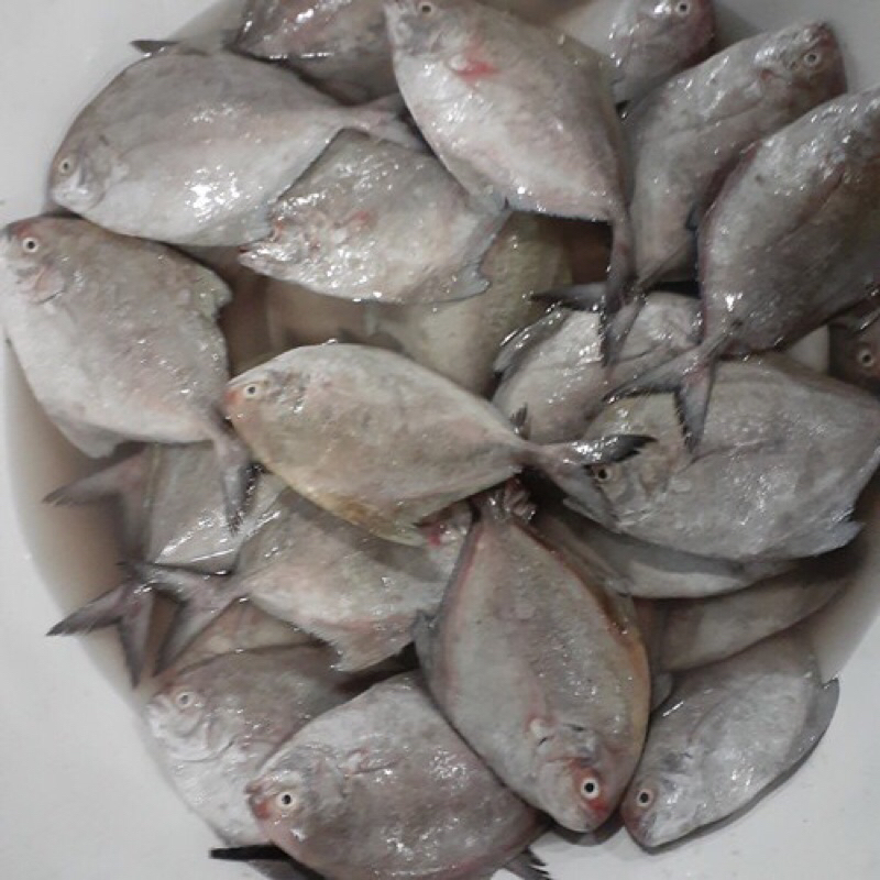 

ikan bawal segar