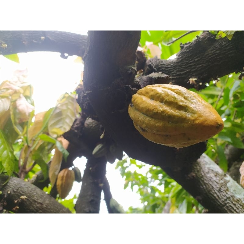 

Buah Kakao / Cokelat per PCS