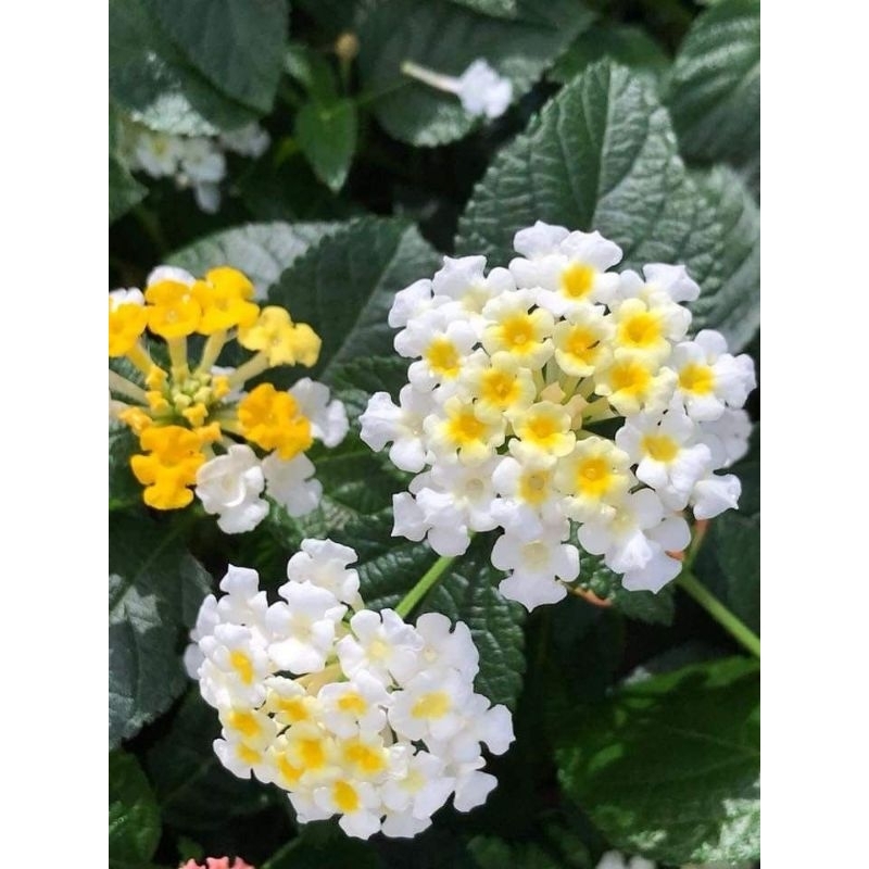 Tanaman lantana involucrata - Lantana putih