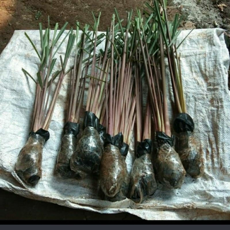 

daun sereh untuk penyedap masakan