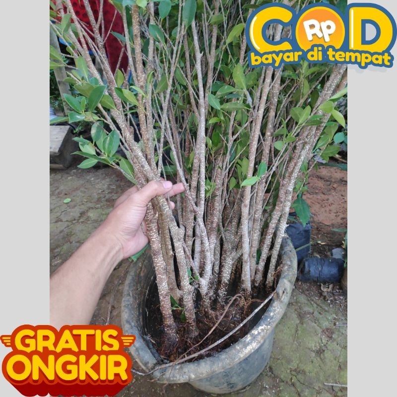 Paket Bahan Bonsai Gabungan Beringin Kimeng isi 30phn