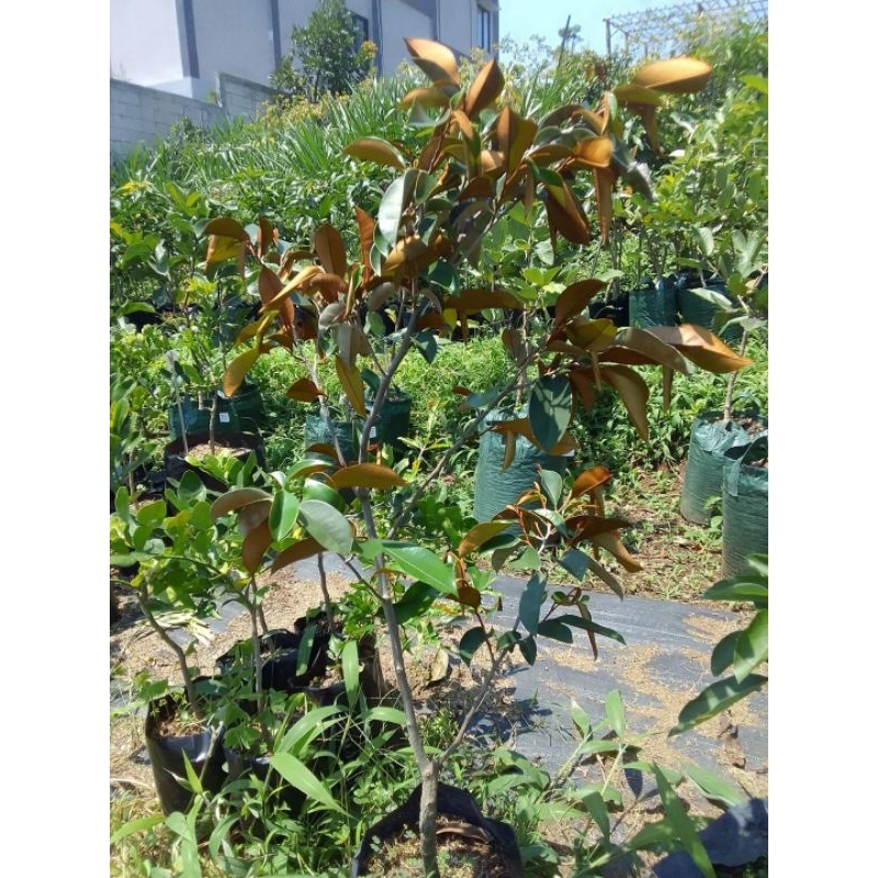 Bibit Kenitu Ungu Hasil Cangkok