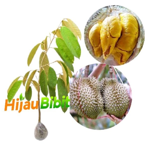 Bibit Durian Musangking (beli 2 gratis pupuk NPK)