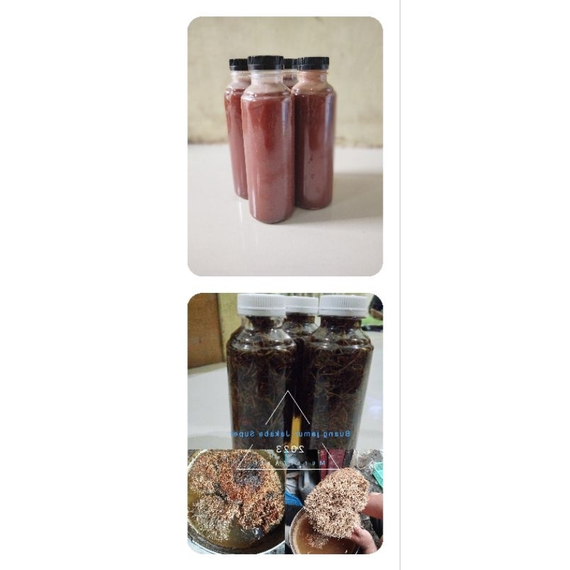 Kombinasi pupuk Biang Bakteri fotosintesis (PSB) SUPER JAKABA +spora jamur Biang JAKABA SUPER