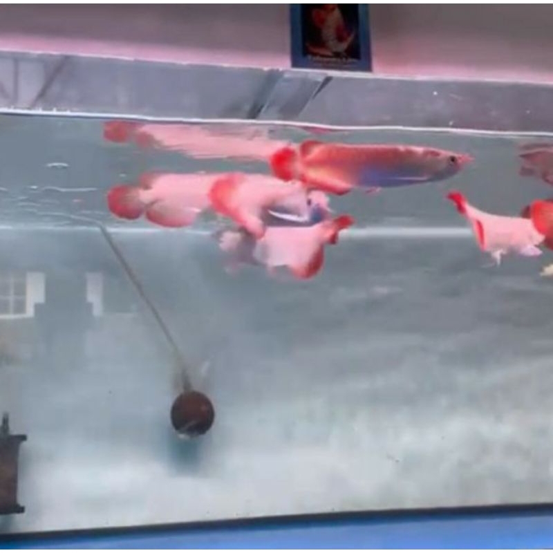 Arwana Super Red Grade A Metalik Paketan 5 ekor