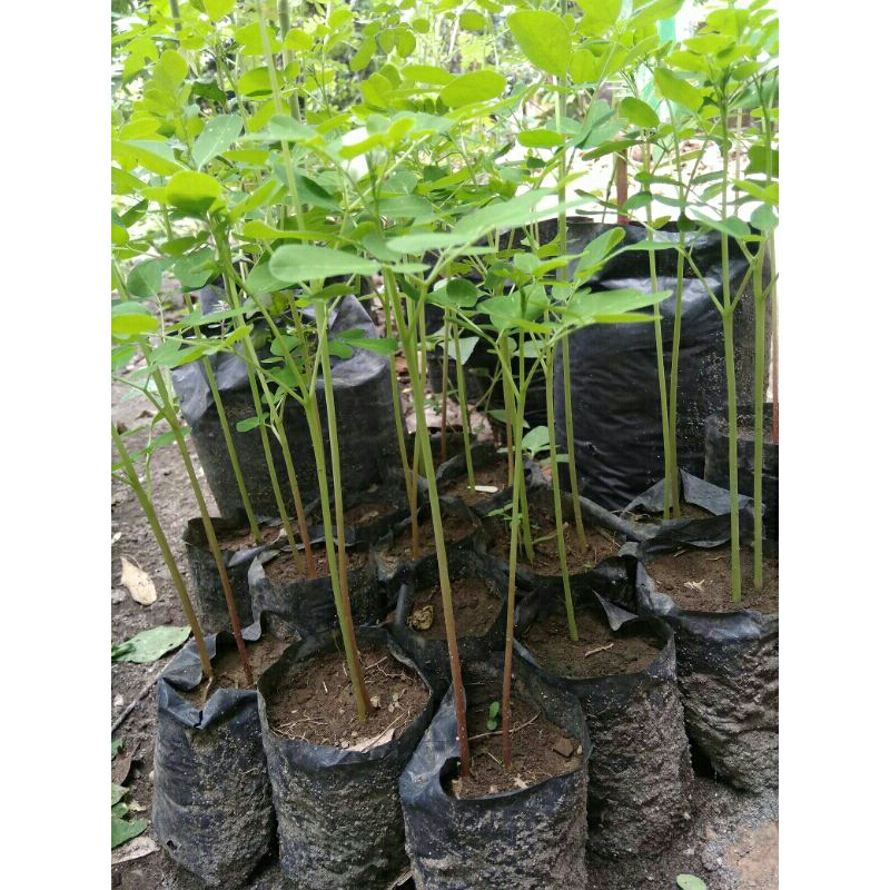 batang kayu kelor merah