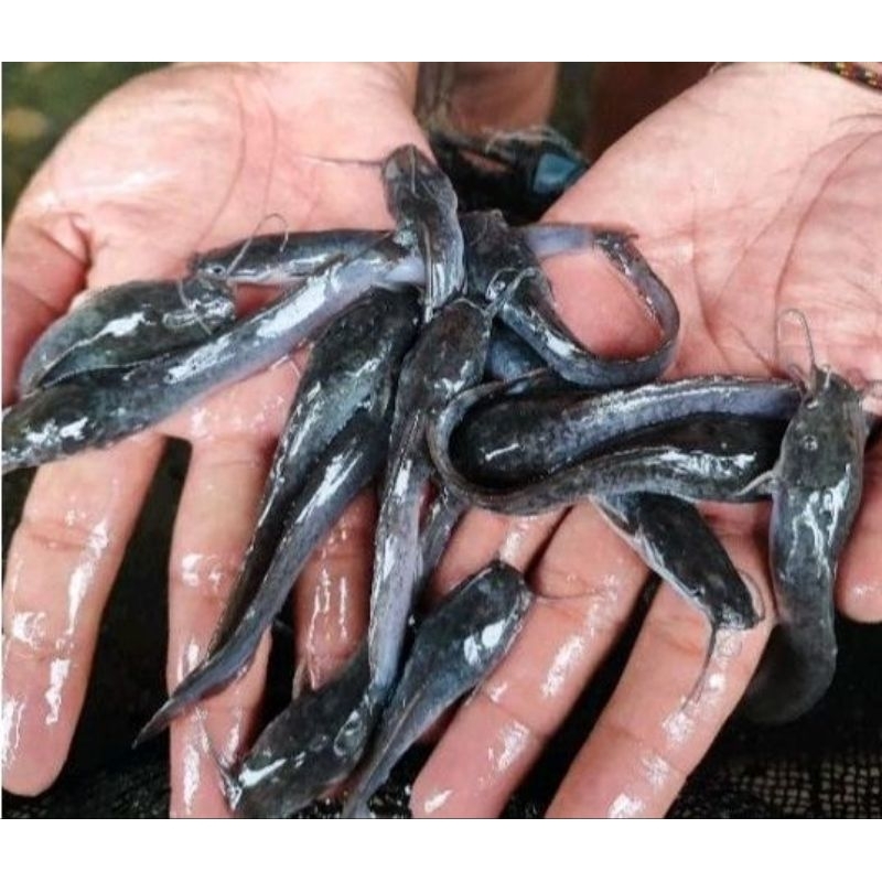 bibit lele Sangkuriang size 12 cm isi 50 ekor