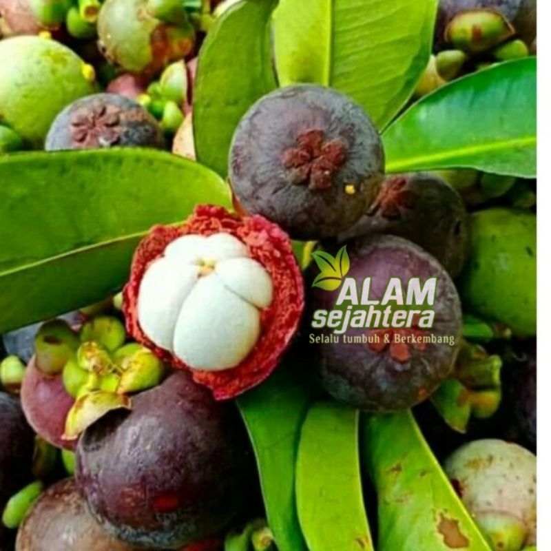 

buah maggis fresh 5 kg