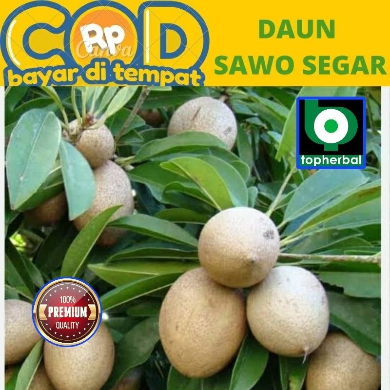 

Daun Sawo Fresh/Segar Organik 500 Gram