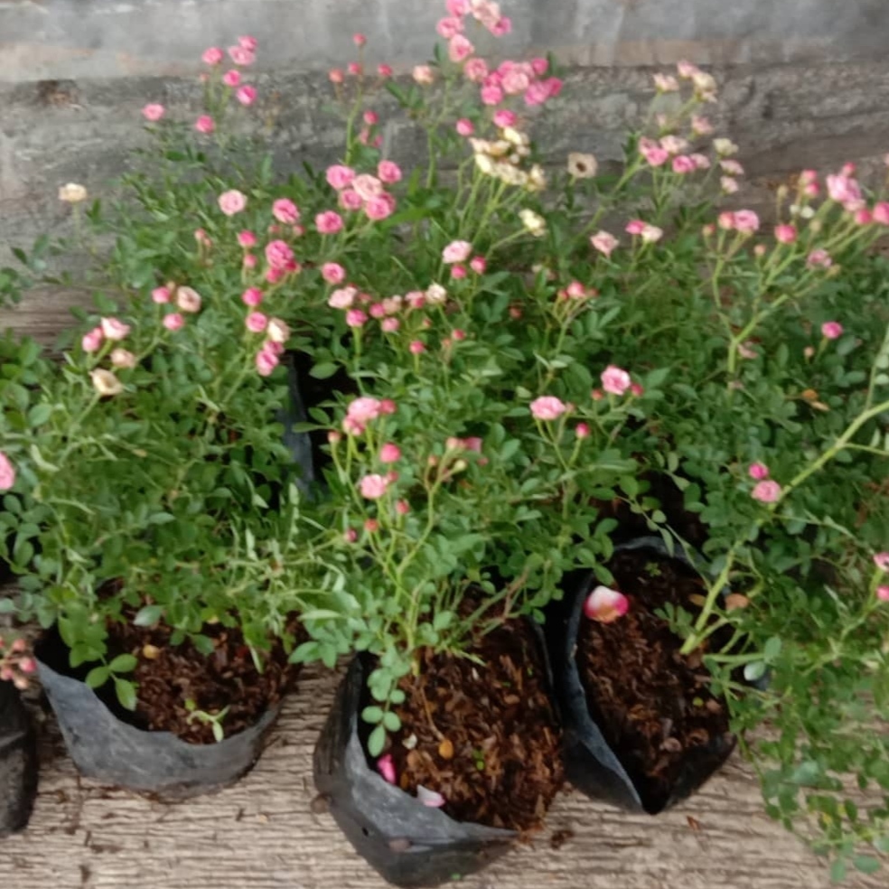 Baby rose / bibit tanaman hias bunga mawar mini