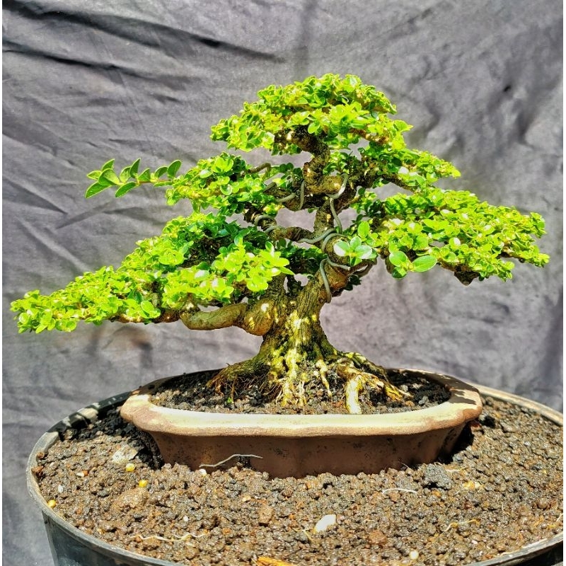 Bonsai Sancang Mame