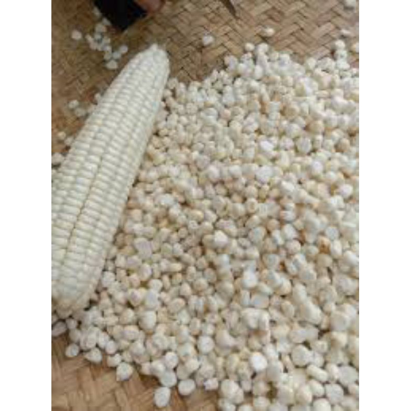 

jagung Putih pulut benih 1kg