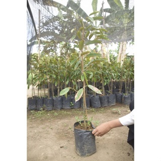 BARU BIBIT DURIAN MUSANG KING/BIBIT BUAH MUSANG KING/BIBIT BUAH DURIAN BERKUALITAS