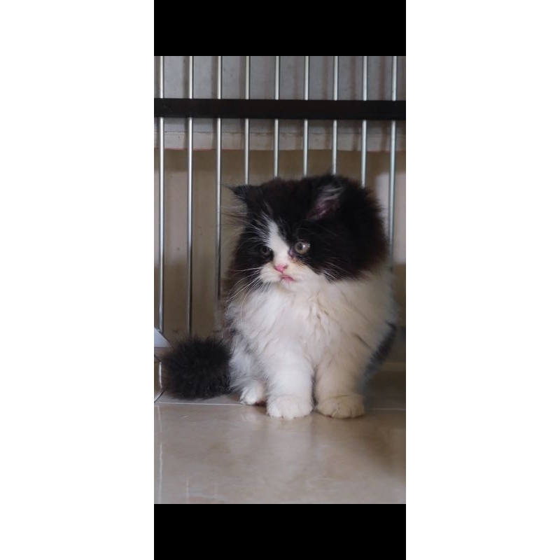 kucing flatnose