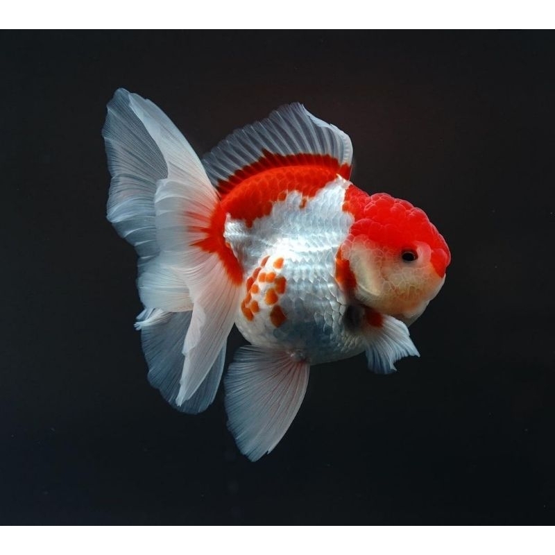 ikan mas koki oranda rosetail / oranda rosetail red white ikan hias aquarium