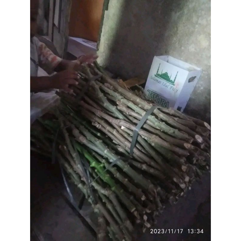 bibit singkong sayur daun sempit (15 btg)