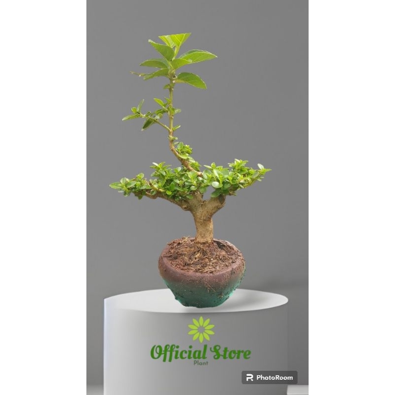 Tanaman Hias bonsai sancang / Bonsai/ sancang / bonsai