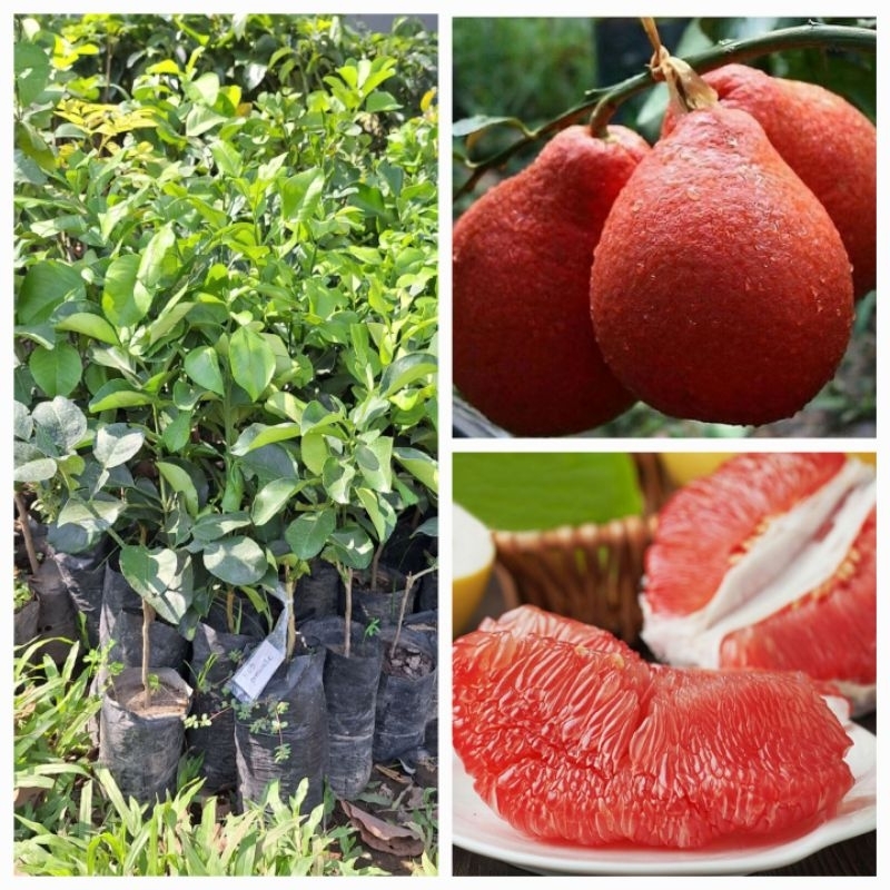 

jeruk red pamelo