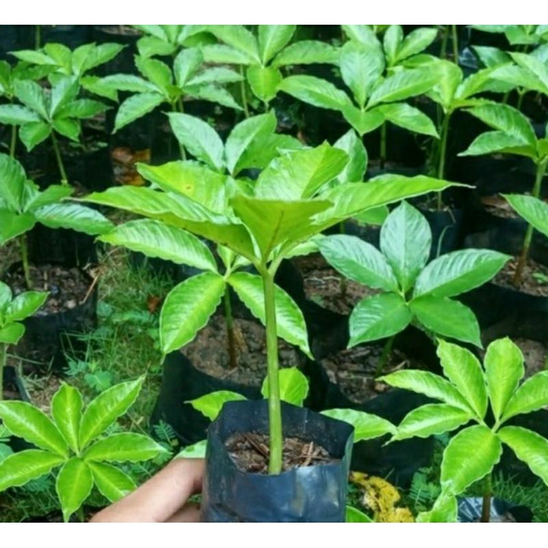 bibit jadi tanaman porang siap tanam