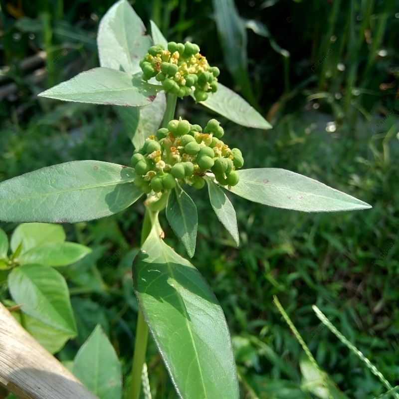 

daun katemas/patik mas segar (Euphorbia heterophylia)