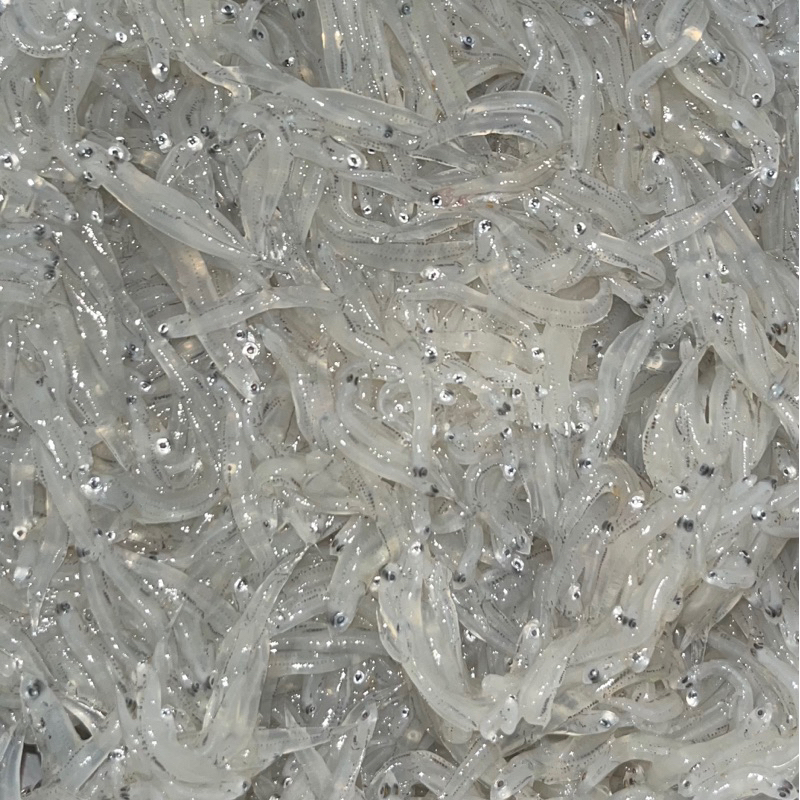 

Ikan Teri Nasi Basah Segar / Fresh Anchovies 500g untuk mpasi murah