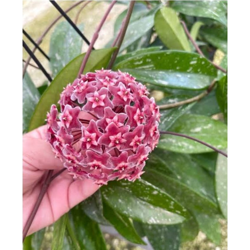 Hoya Pubicalyx splash