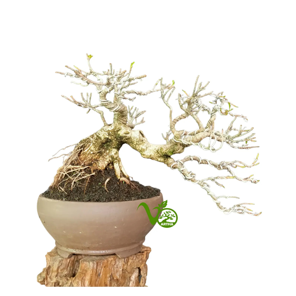 Bonsai Ficus Kimeng 03