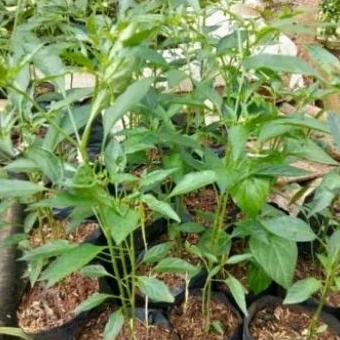 Tanaman cabai keriting pohon cabai keriting