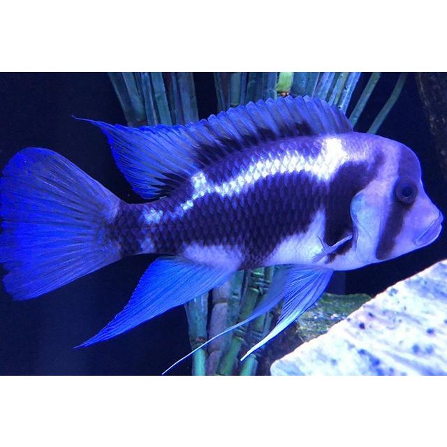 Frontosa Black Widow Cichlids Ikan Hias Air Tawar