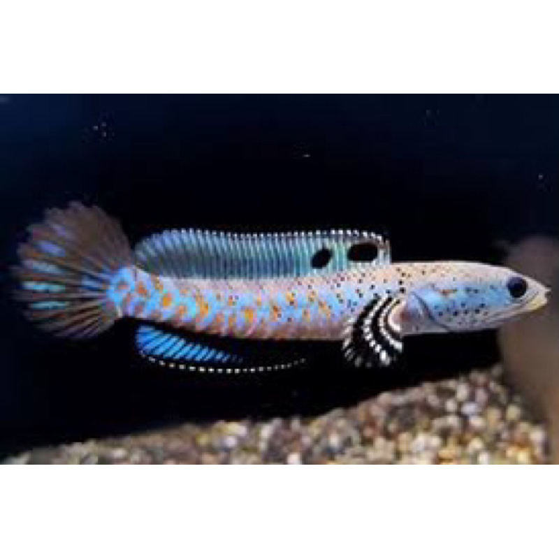 OBRAL B.PULCRA 7-8cm 1 free 1