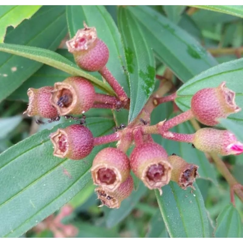 

buah senggani senduduk harendong herbal