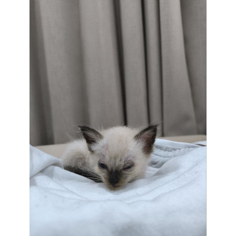 Kucing Himalaya (Kucing Persia x Kucing Siamese)