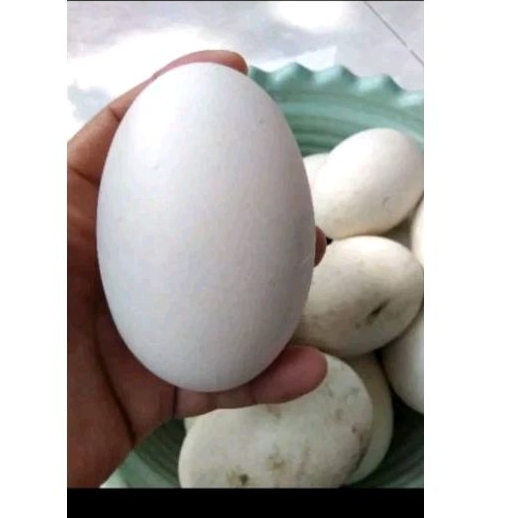 

Telur Angsa Soang Fress 100%/ Telur Angsa Hasil Budidaya Sendiri