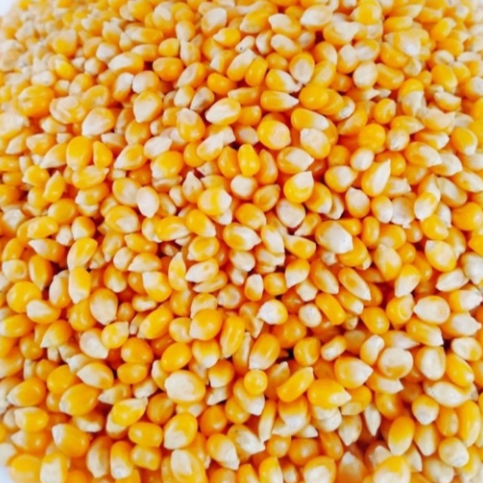 

NEW Biji Jagung Popcorn Premium 1kg Pop Corn Kernel
