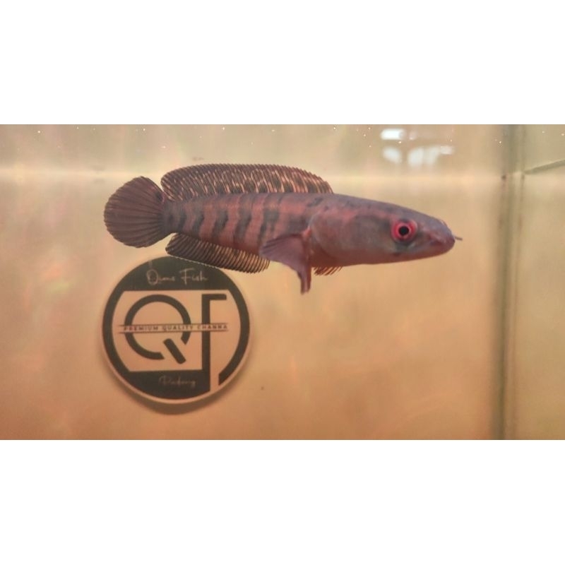 PELET Red Lempuyang 100% Ori  Sortiran