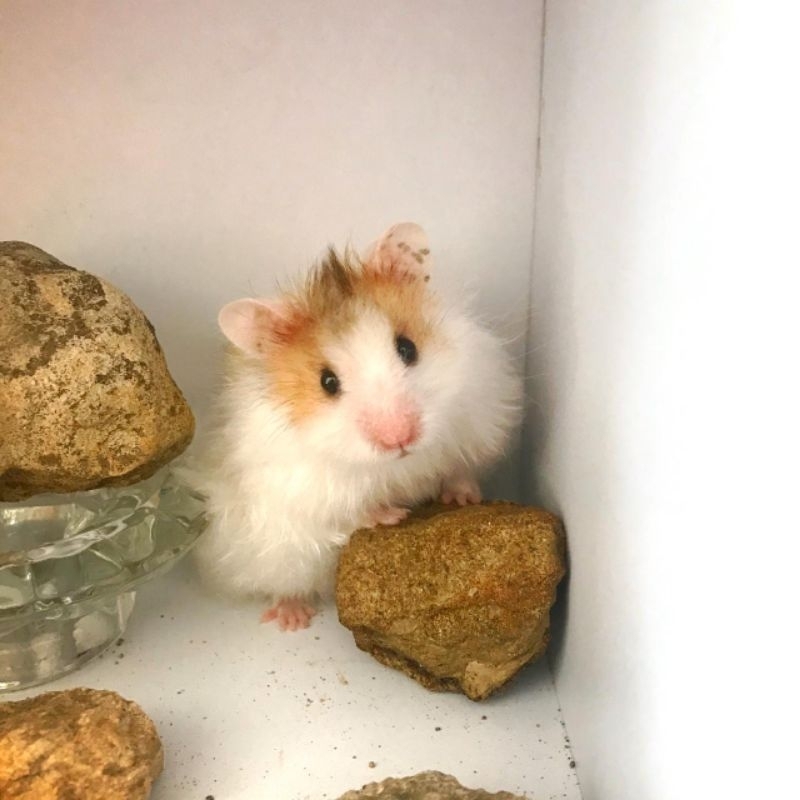 Hamster Syrian Indukan via INSTAN langsung kirim