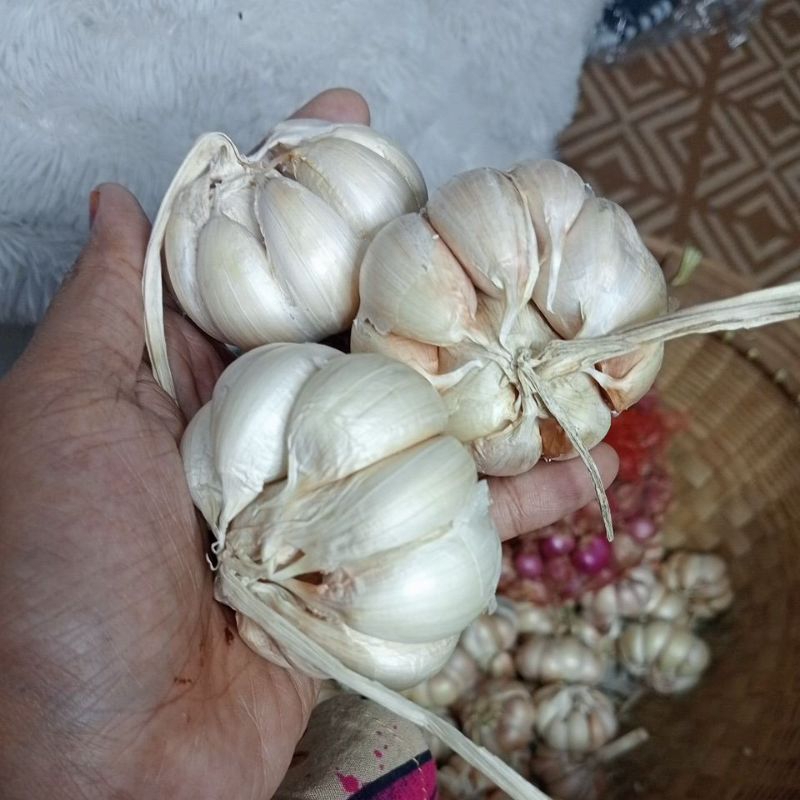 

bawang putih idaman