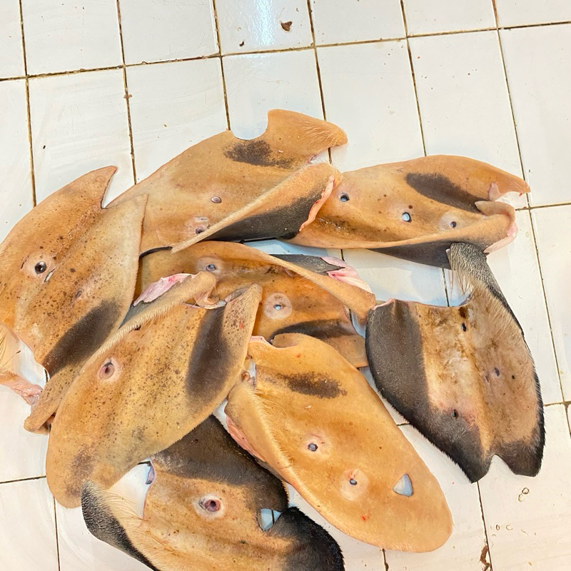 

Telinga Sapi Bulu / Kuping Sapi / Cow Ear