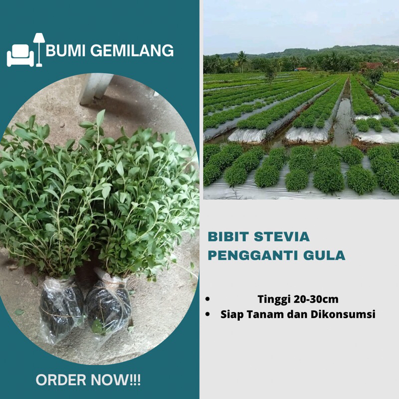 

Tanaman Stevia Pengganti Gula Alami