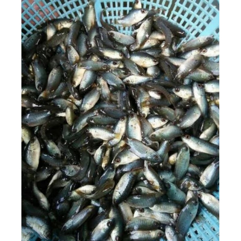 

Ikan Anak Pepuyu Berat 250 Grm