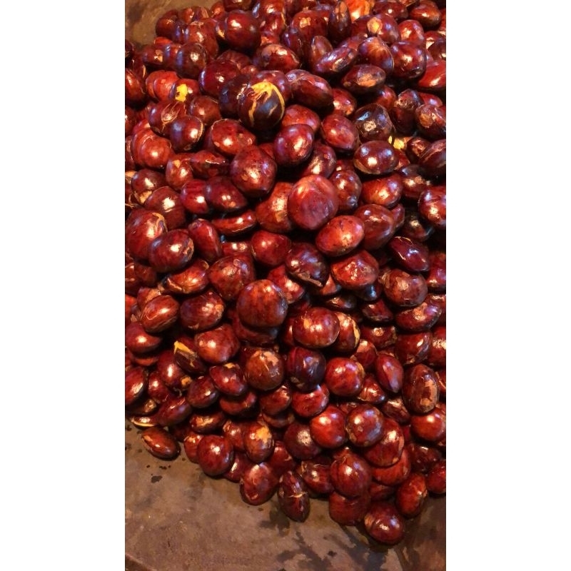 

jengkol tua besar 1kg