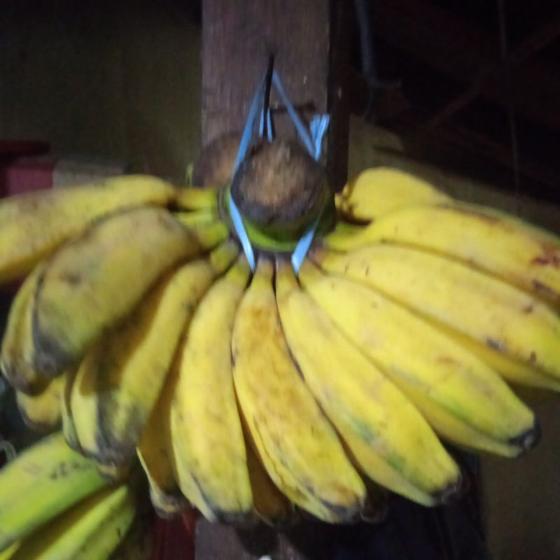 

pisang kepok