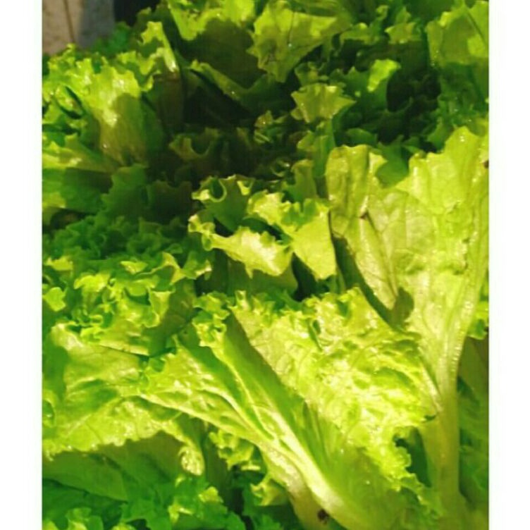 

YLMC1826 PROMO MURAH selada keriting 1kg