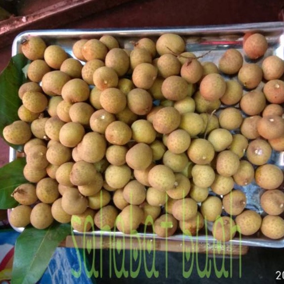 

DRXT6381 SALE BUAH LENGKENG BANKOK JUMBO TANPA RANTING