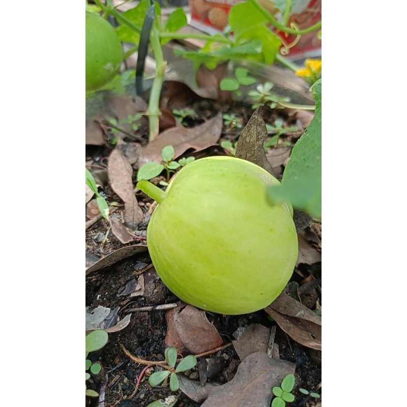 

Melon Apel ORI VieeDaFarm