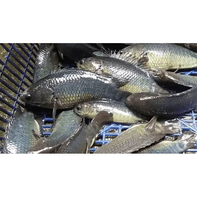 

ikan betok 1kg